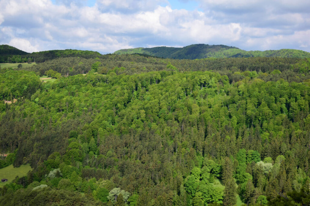 Wald unter Druck